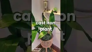 top 5 low-light plants that actually thrive indoors