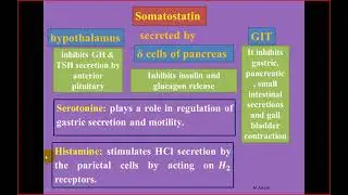 Physiology of the stomach By : Dr Mohamed Ashraf
