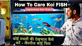 How To Care Koi Fish - Japanese koi fish #Japanesekoi (English subtitles)