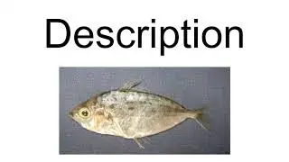 Longtail Butterfly Ray