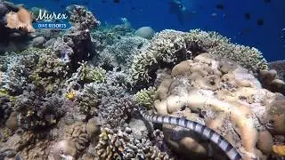 Wall diving around Bunaken Island - Murex Dive Resorts