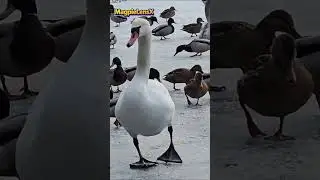 Swan Łabędź Duck Kaczka music 4K #swans #swan #лебедь #magpielensx #birds#duck
