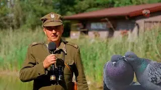 Gołąb odwiedził mnie po trzech latach. Będzie hit