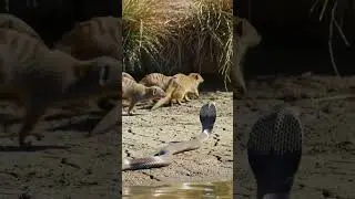 VIRAL ANIMAL (AI Wildlife Simulation) #snake #wildlifeentertainment #mongoose