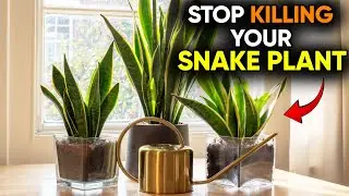 Snake Plant Care Mistakes You Must Avoid!