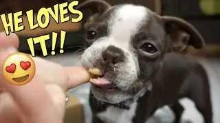 Boston Terrier Puppies FIRST TIME eating Peanut Butter LOVES IT!