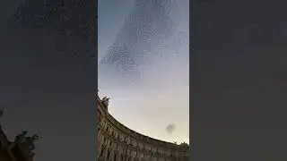 Birds in Rome