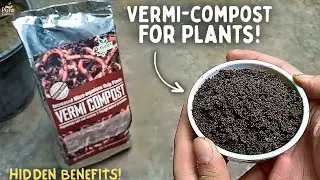 VermiCompost Benefits - How To Make It? - How To Use Vermicompost For Plants? 