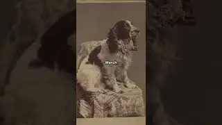 Victorian dog names, but they got more unhinged #history
