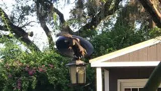 How a Squirrel Conquers The Squirrel Baffle