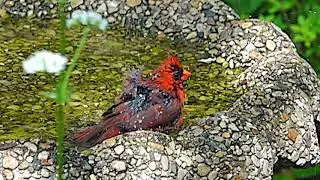 Cardinal in a Birdbath in Slow Motion - 960 frames per second