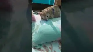 #song #love #coversong #subscribechannel #cat #catvideos #catlover #comedyfilms #cococat