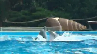 Zoomarine-Dolphin and seal show-Music video