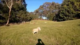 Jumping Sheep chasing a dog
