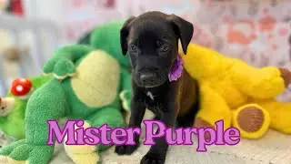 Добавьте красок в свою жизнь с Mister Purple!