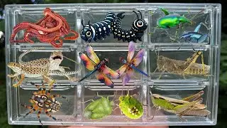 Catching insects in the garden,  got Earthworm, Lizard, Spider, Dragonfly, Beetle, Grasshopper
