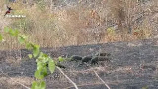 A group of green peafowl in Bago Yoma, Myanmar