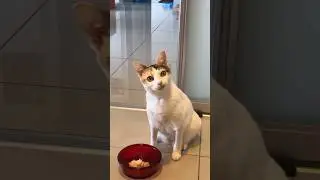 Cats Making Funny Faces Compilation 🤣❤️ #funny #cat #pets #animals #cute