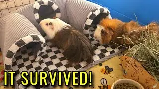 Success! Lfokd Guinea Pig Hideout Tunnel Survived The Wash!