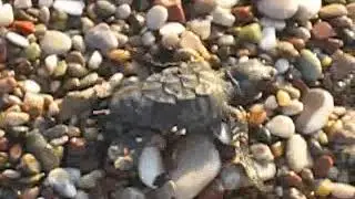 Baby turtles crawling to the sea. (Part 2)