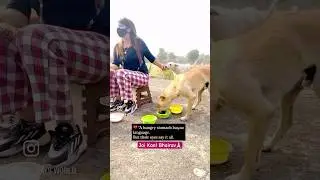 Surrounded By Dogs ❤️ |  jai kaal bhairav #Help #save #feed #dog #shorts #kaalbhairav #shortsfeed