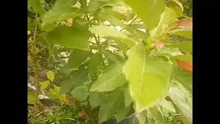 Une mauvaise taille sur mon avocatier?