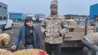 BERDE QOYUN BAZARI 26.12.2025