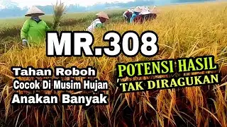 PADI MR 308 TAHAN REBAH DAN HASIL PANEN MELIMPAH