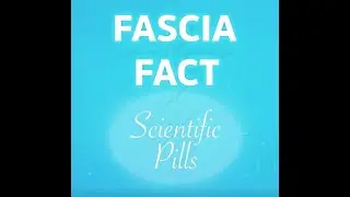 FASCIA FACT: Innervation of human superficial fascia - Caterina Fede