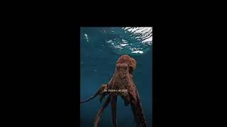 Octopus Mother&rsquo;s Ultimate Sacrifice for Her Babies