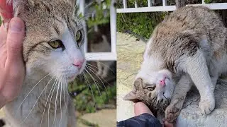 This Jealous Cat Won&rsquo;t Let Me Look at Other Cats! He Wants ALL My Attention | Love Street Cats