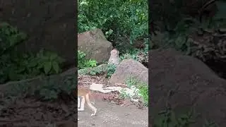 OMG! Monkey Love ❤️ Drama 🎭😱#shorts #animals #monkey #monkeyfamily #reels