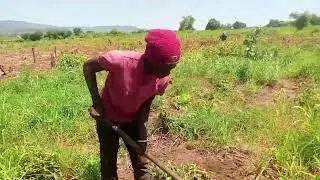 Eu queria abandonar a minha machamba p&ocirc;r causa de capim de mais 🏃🏃