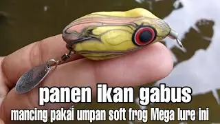 Mancing ikan gabus pakai umpan soft frog Mega lure memang mantap panen ikan gabus
