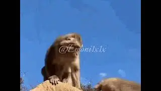 Portable - Am a baboon