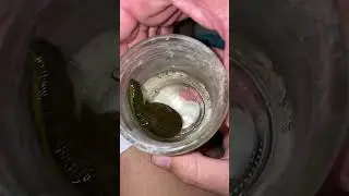 Feeding Warren Our Medicinal Leech *TW: Blood* | Radical Reptile Fun #medicinalleech #leech 