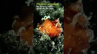 Platydoris #nudibranch #lembeh #scubadiving