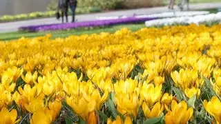 Yellow Crocus - FarmerGracy.co.uk