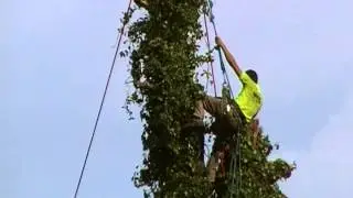 tree cutting rich2