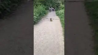 Big stick for this little guy