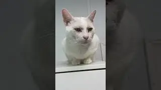 Ваша кошка вас предупреждает&hellip; Вы этого не замечаете? 😾 #поведениекошки #кошкато