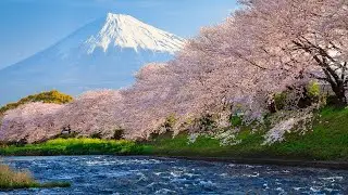 Traditional Japanese Music &ndash; Sakura Blossoms [2 Hour Version]