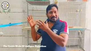How To Produce Budgies Parrot Different Colors Colorfull Chicks // budgies parrot variety