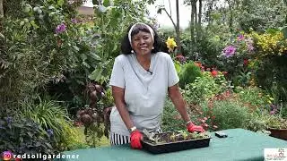 Self-seeding Flowers provide a supply of New Plants in Gardens. Let's search for  Hidden Treasures!