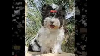 Biewer yorkshire Terrier a la pom pon Aries de Canamm