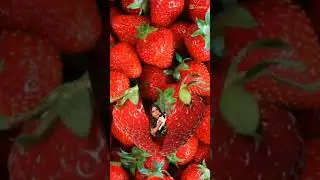 Are strawberries healthy? #fruit #shorts #strawberries
