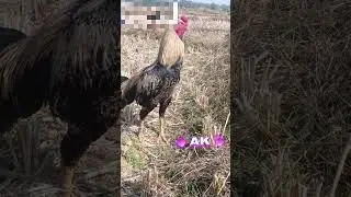 #viral #reels #shorts #trending#new#perot #akhil #cute #funny #fighter #fb #birds #viralvideo #dj