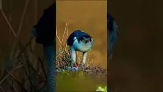 The diversity of wildlife. #birds  #nature  #harmony #shorts