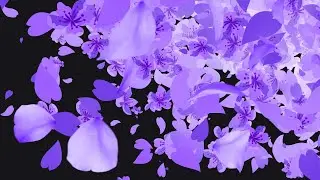 Purple Sakura Cherry Blossom Stream Transition | Twitch Stinger | VTuber Aesthetics