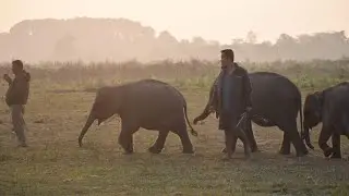Manas National Park#assam #axom #assam #forest #manasnationalpark #new#wildlife#viralplzz #subscribe